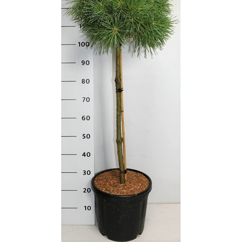 Tall – Pinus sylvestris 'Aurea' - C18 70 cm. Stam